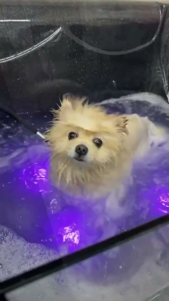 רגע של טיפוח ב־Pets Boutique