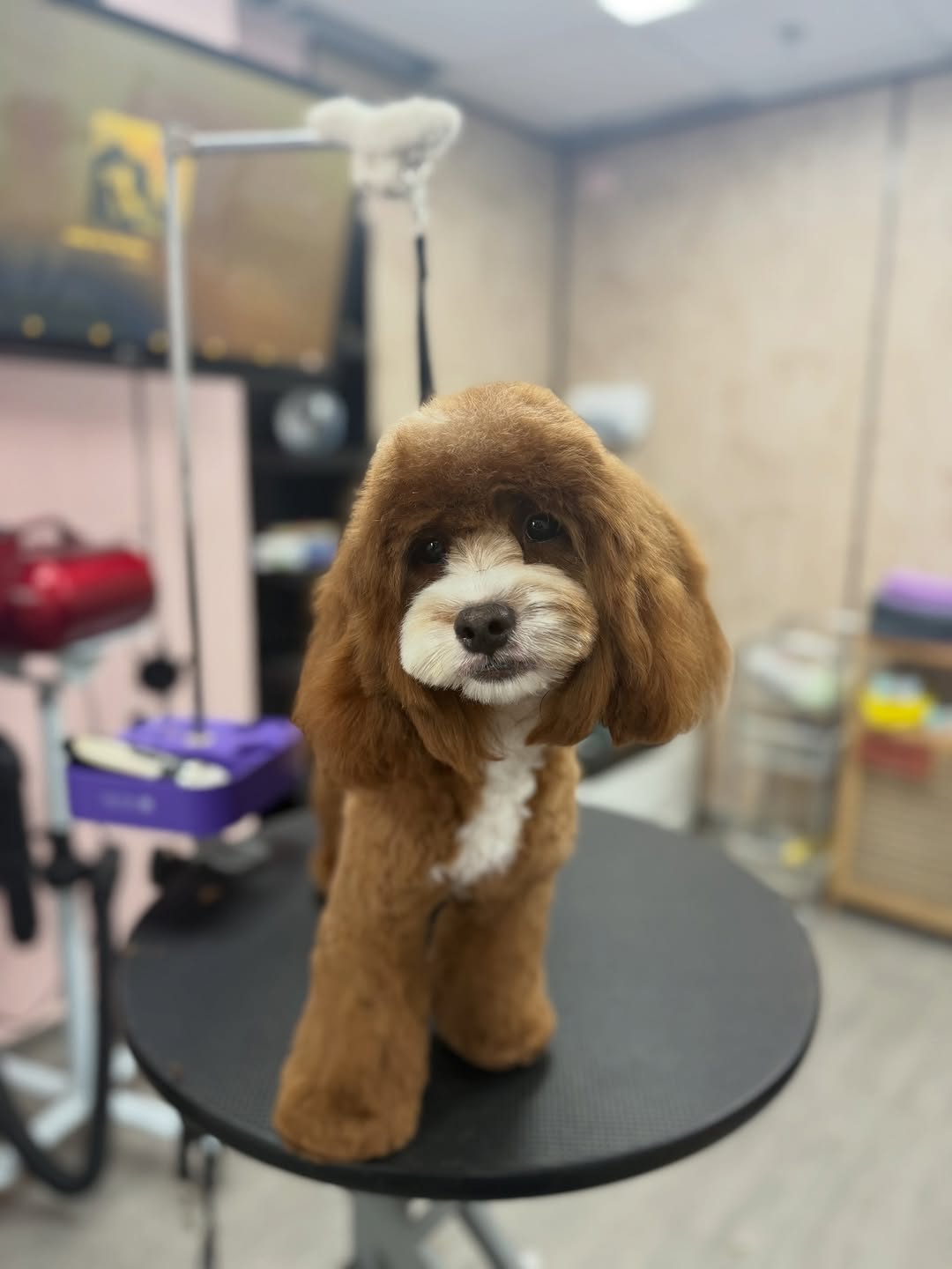 Pets Boutique