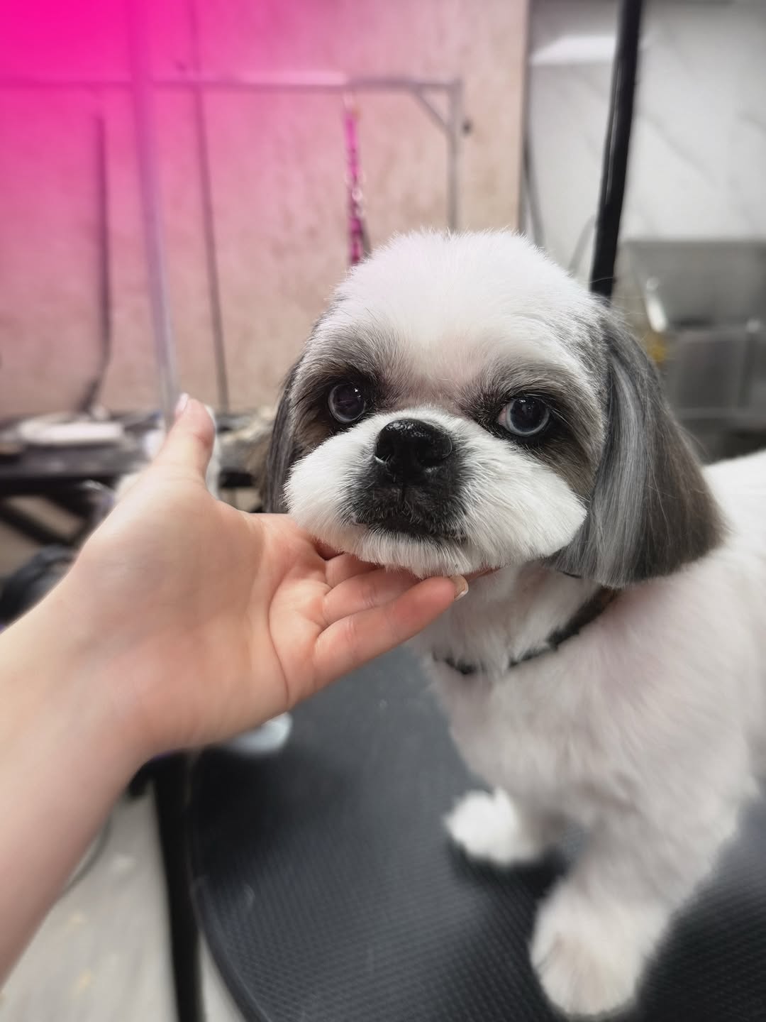 Pets Boutique