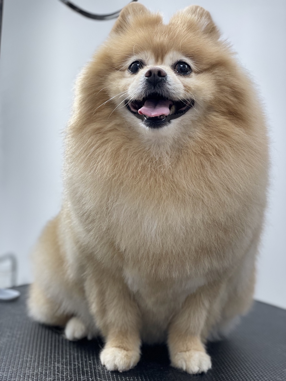 Pets Boutique — Pomeranian after grooming